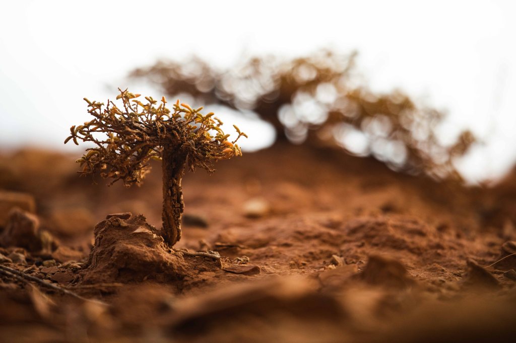 A close up of a small bush made to look like a much larger tree in a dusty red landscape.