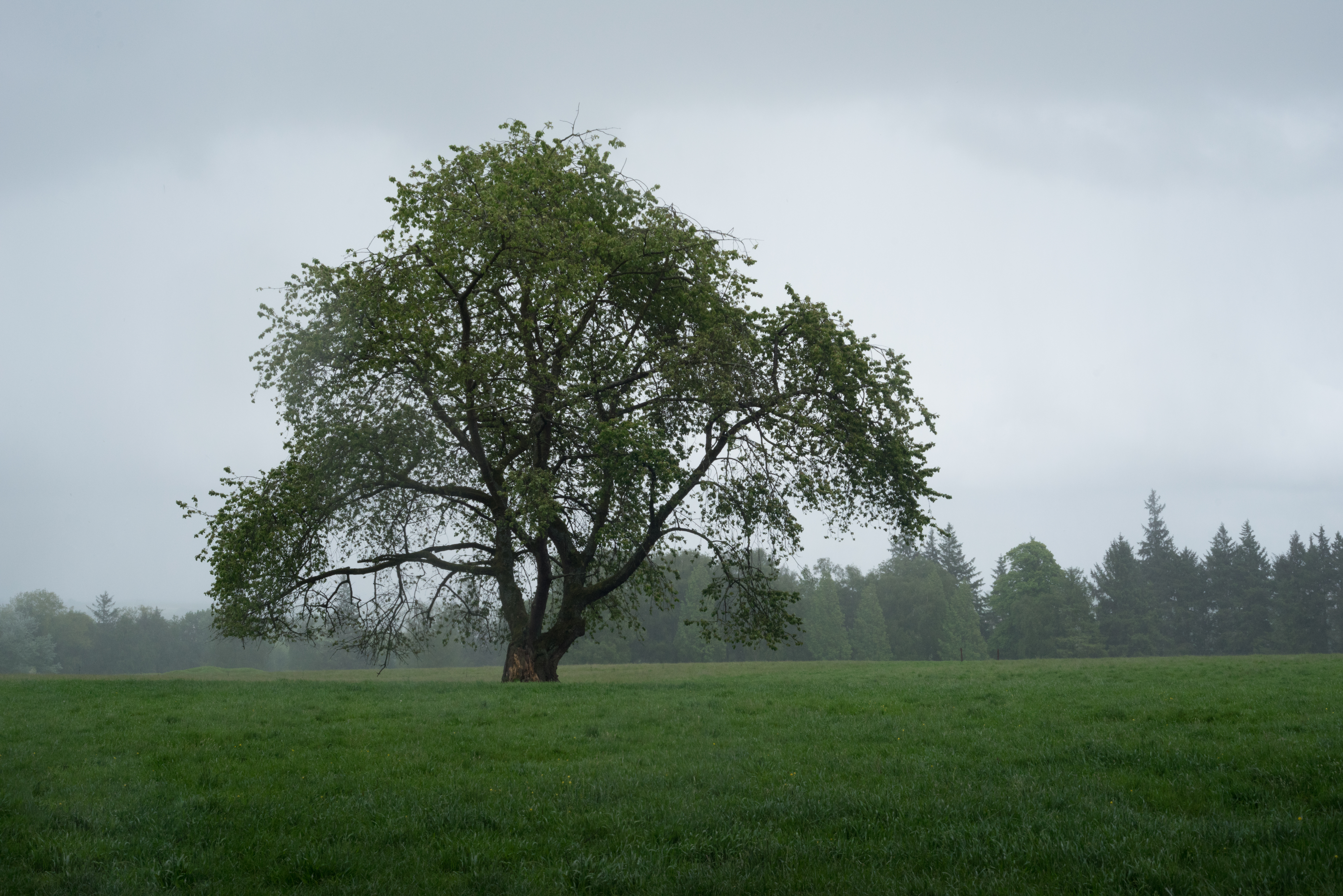 Lone tree in a green field with trees behind,