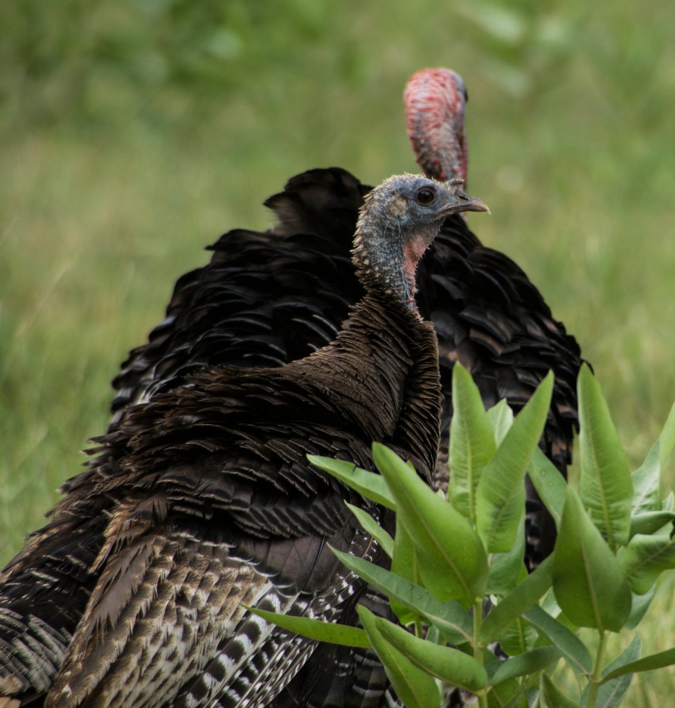 Photograph of two turkeys