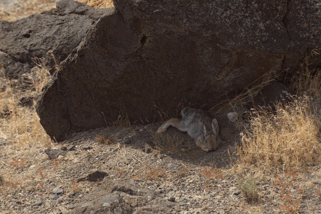 Jackrabbit hides in the shade of a rock.