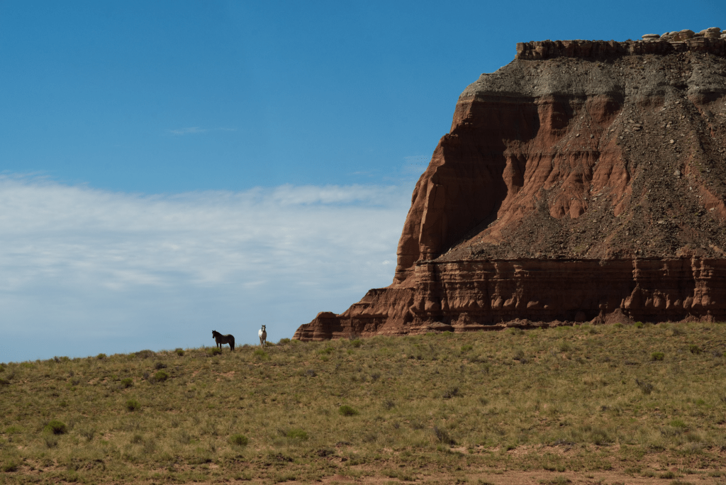 Wild horses below a red rock bluff.