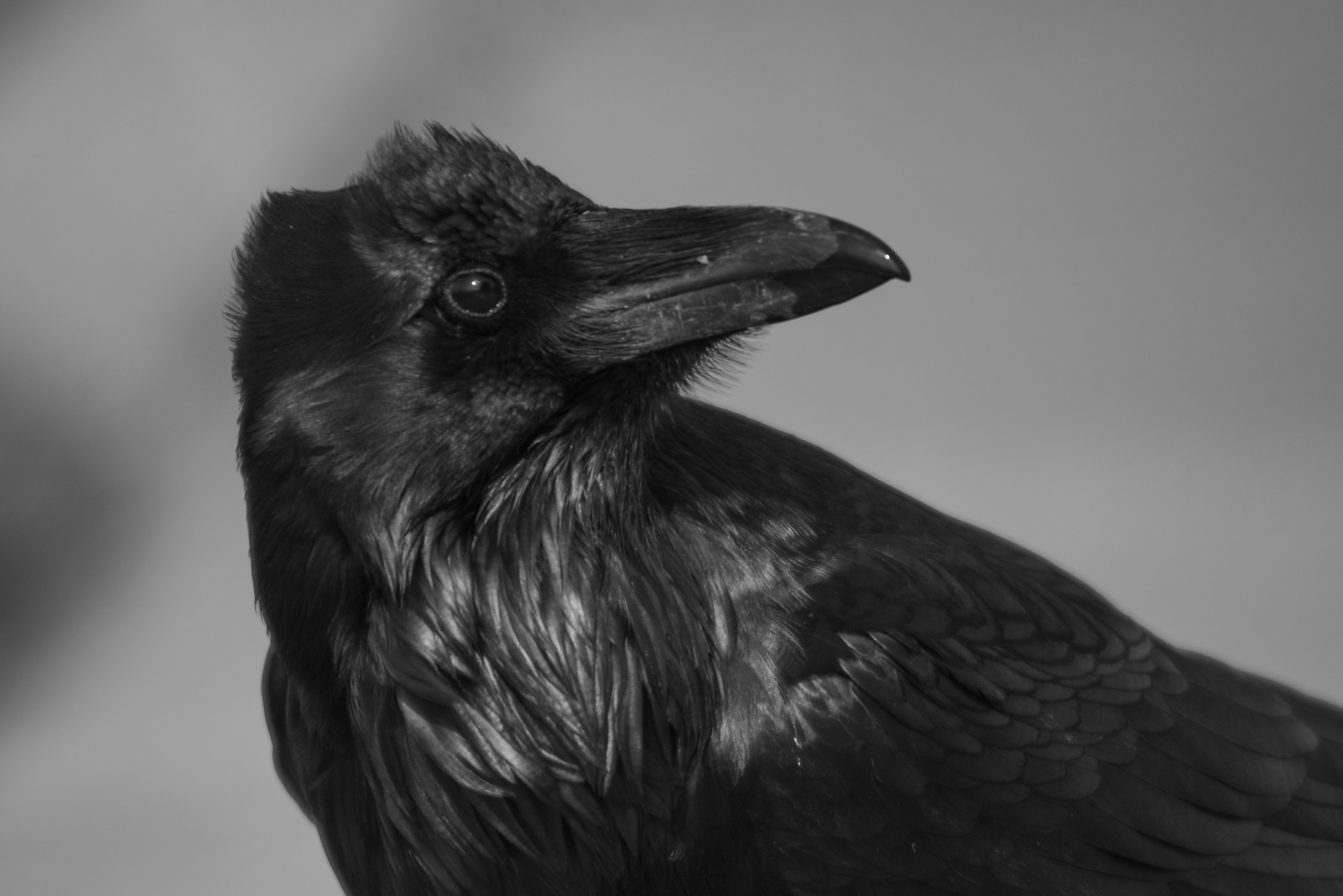A black and white photograph of a raven looking particularly floofy.