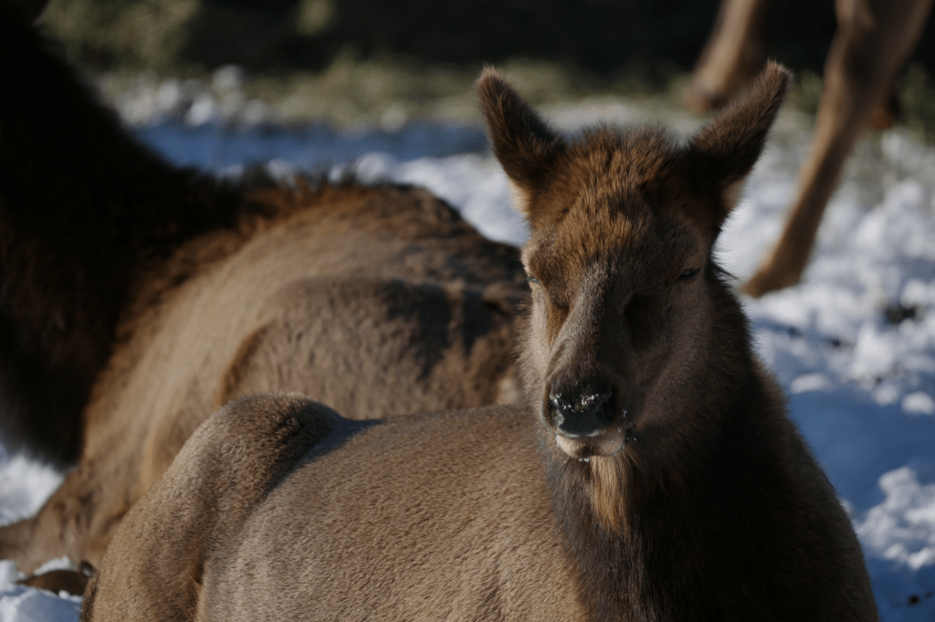 Elk laying in the snow.