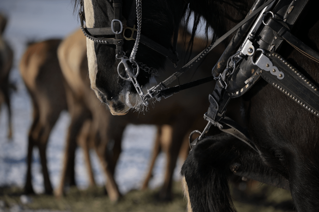 A workhorse and tack at hardware ranch with a herd of deer behind.